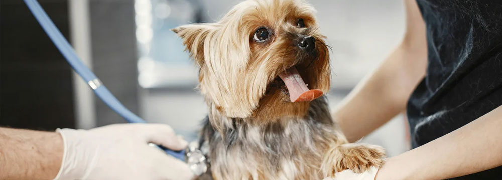 Showing Gratitude to Our Veterinary Heroes